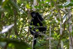 Black-Lemur-Park-149