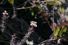 Euphorbia-bulbispina-02