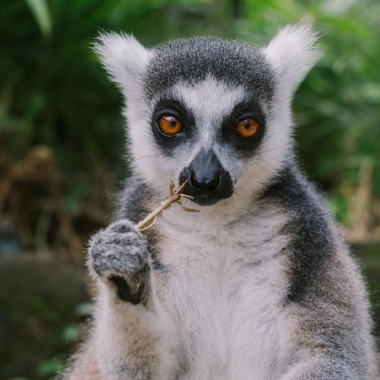 Lémuriens de Madagascar