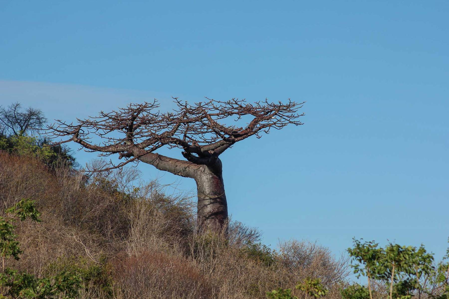 Adansonia suarezensis