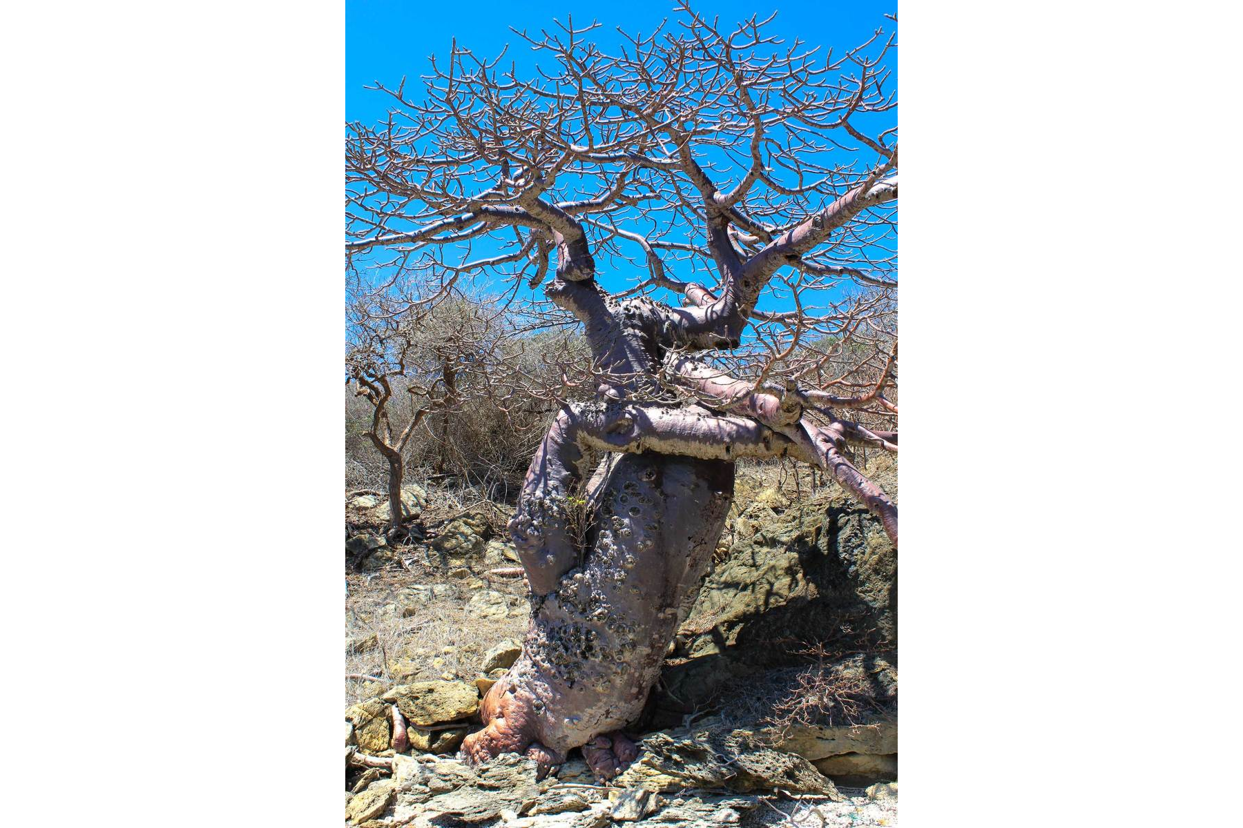 Adansonia suarezensis