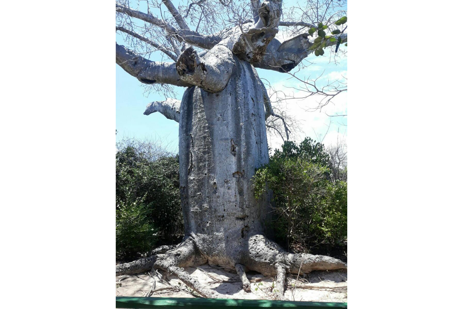 Adansonia suarezensis
