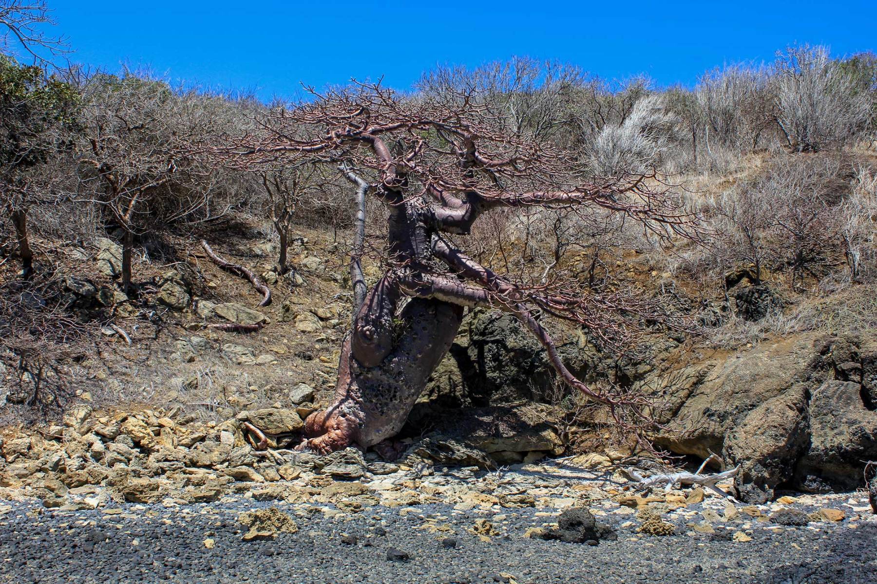 Adansonia suarezensis