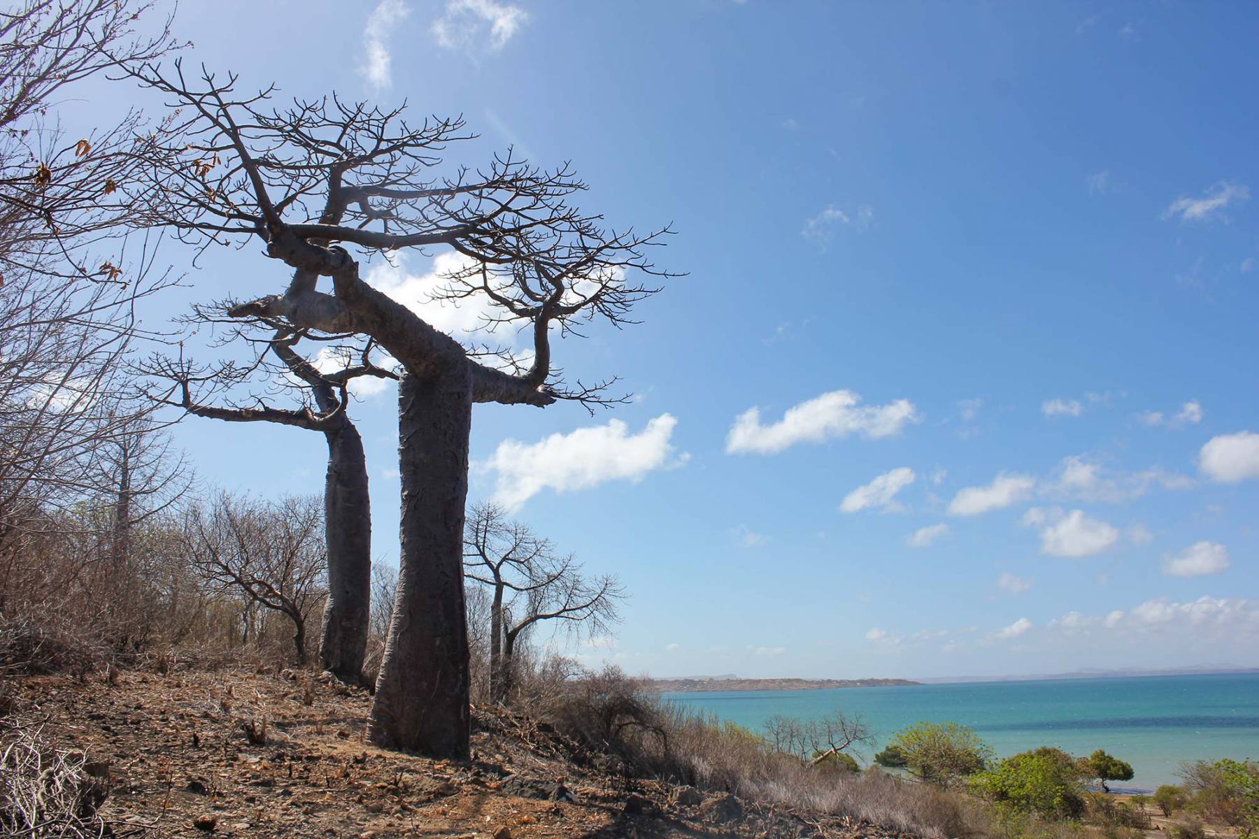 Adansonia suarezensis