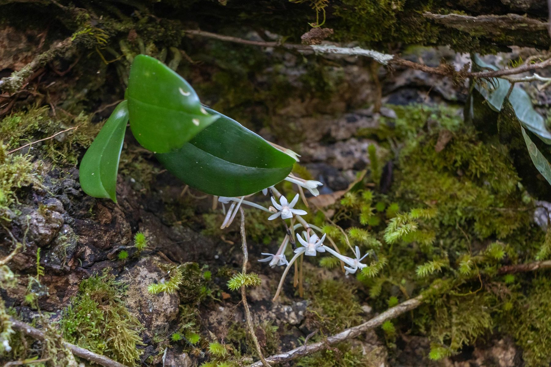 Montagn d'Ambre - Aerangis