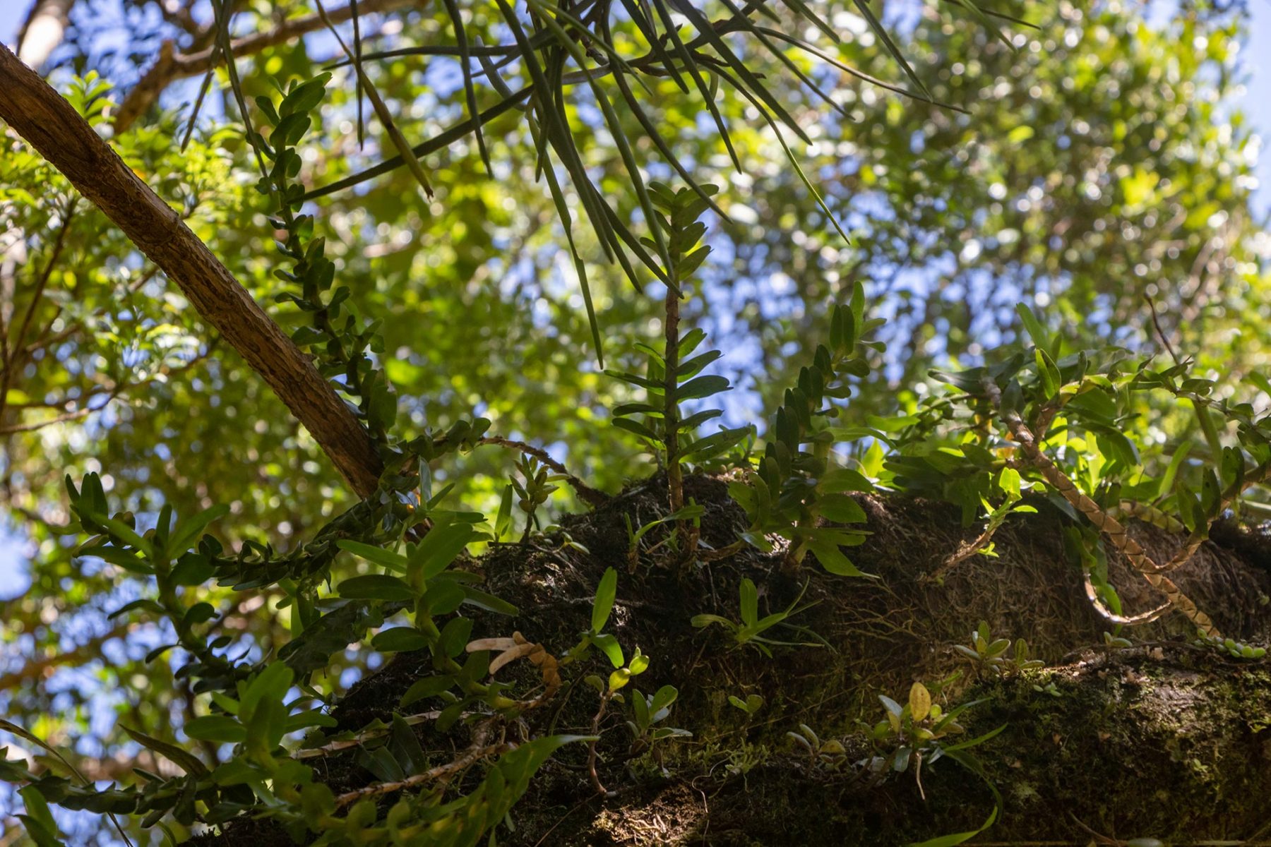 Montagne d'Ambre - Angraecum