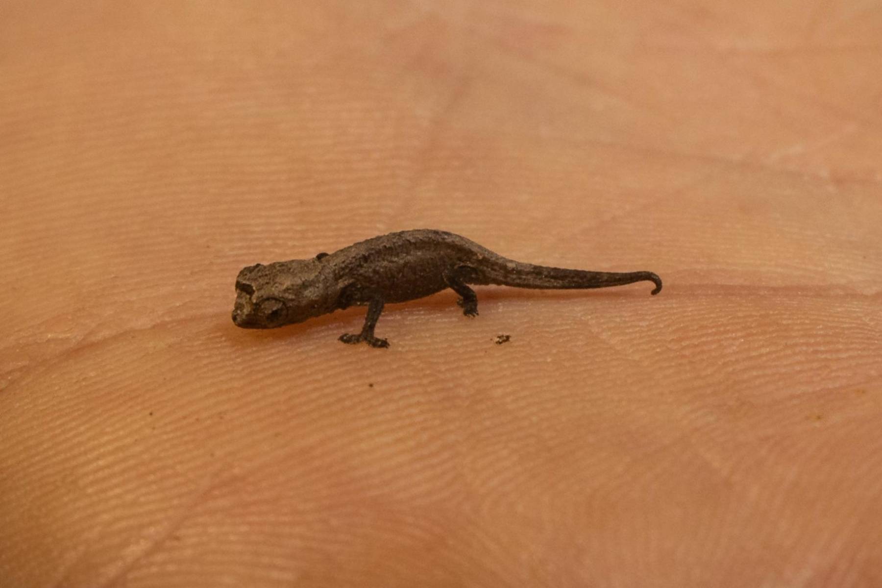 Montagne d'Ambre - Brokesia