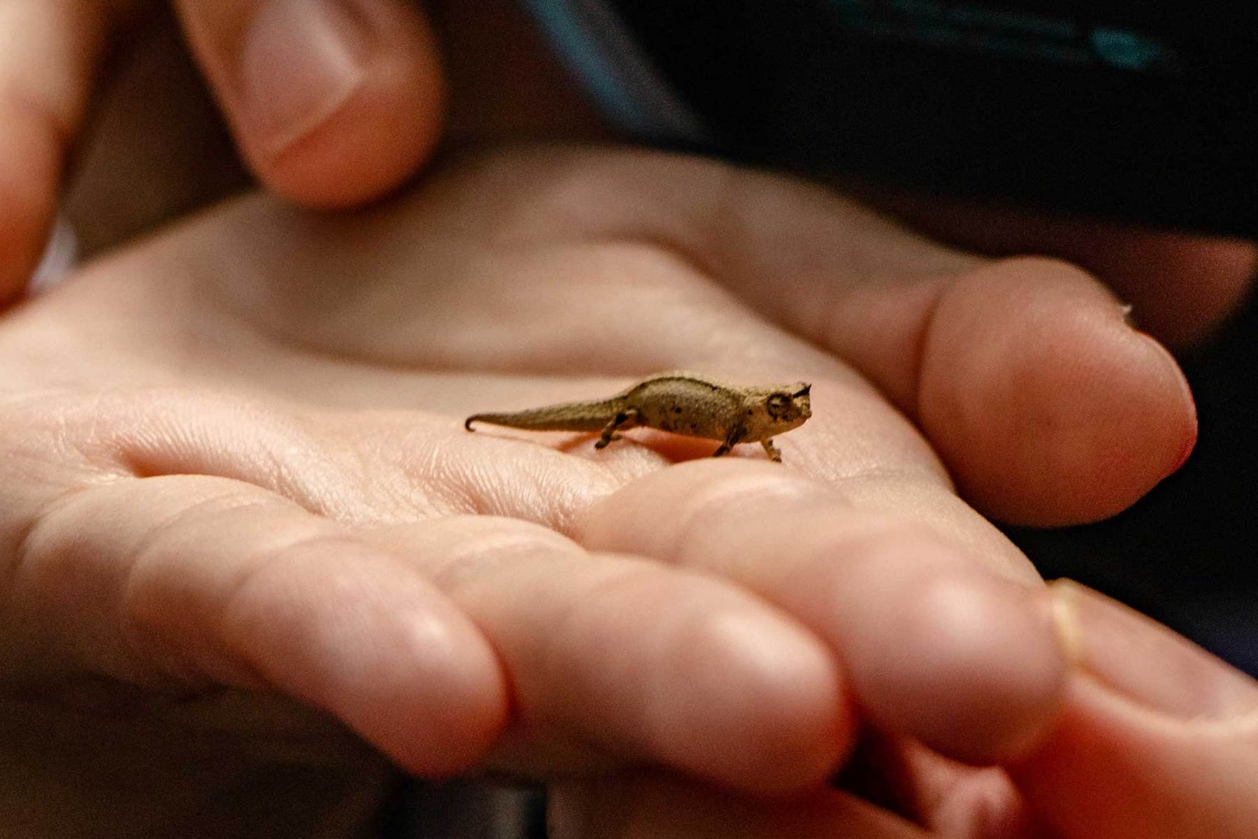 Montagne d'Ambre - Brokesia