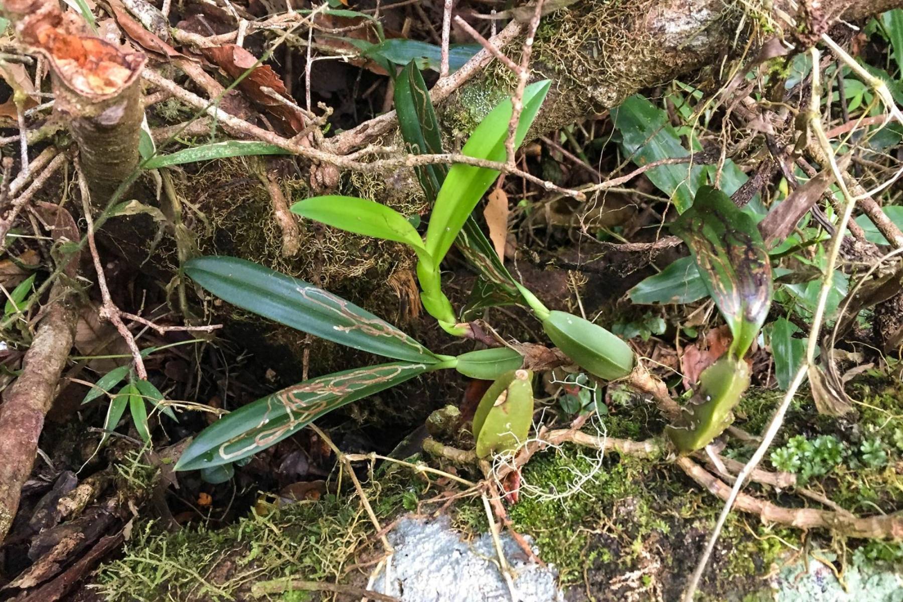 Montagne d'Ambre - Bulbophyllum