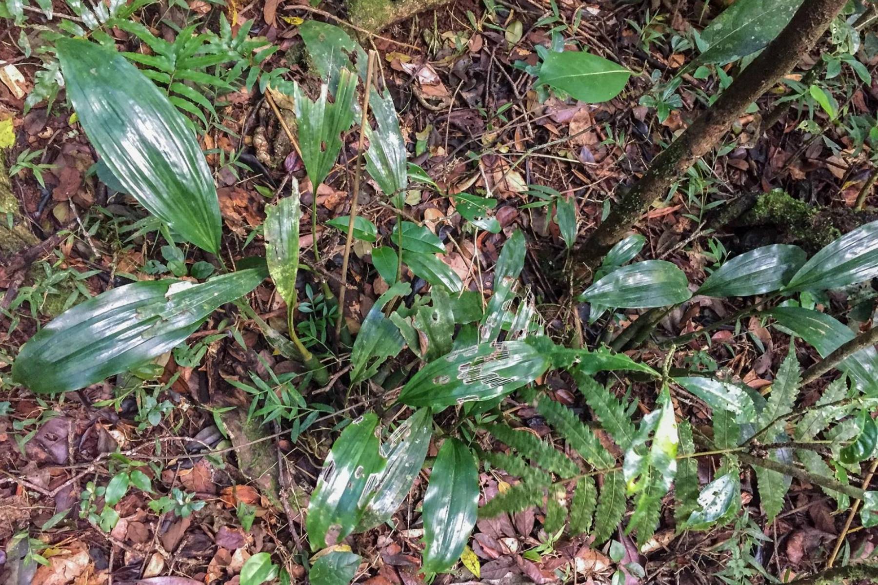 Montagne d'Ambre - Eulophia ambrensis