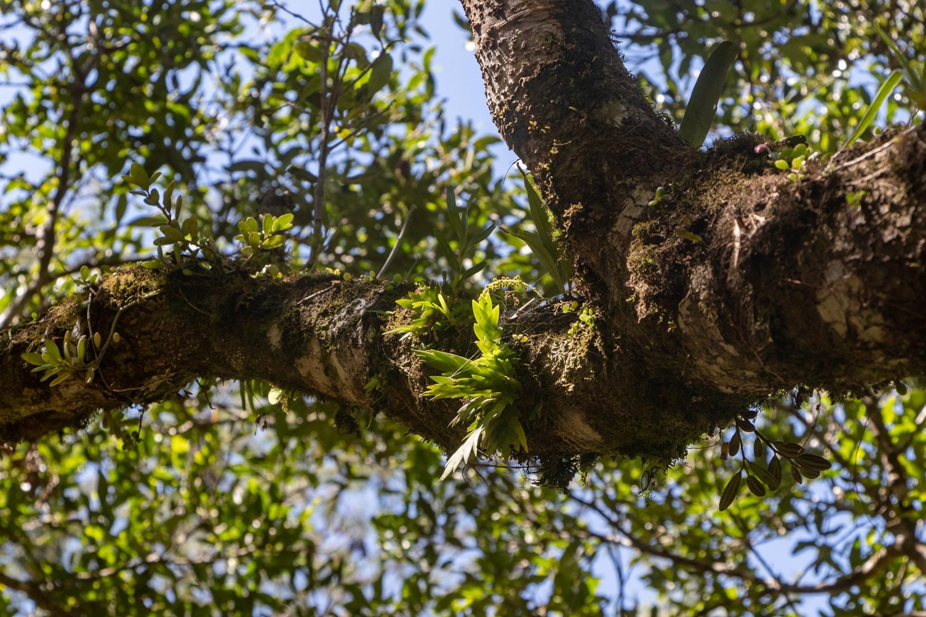 Montagne d'Ambre - Oberonia