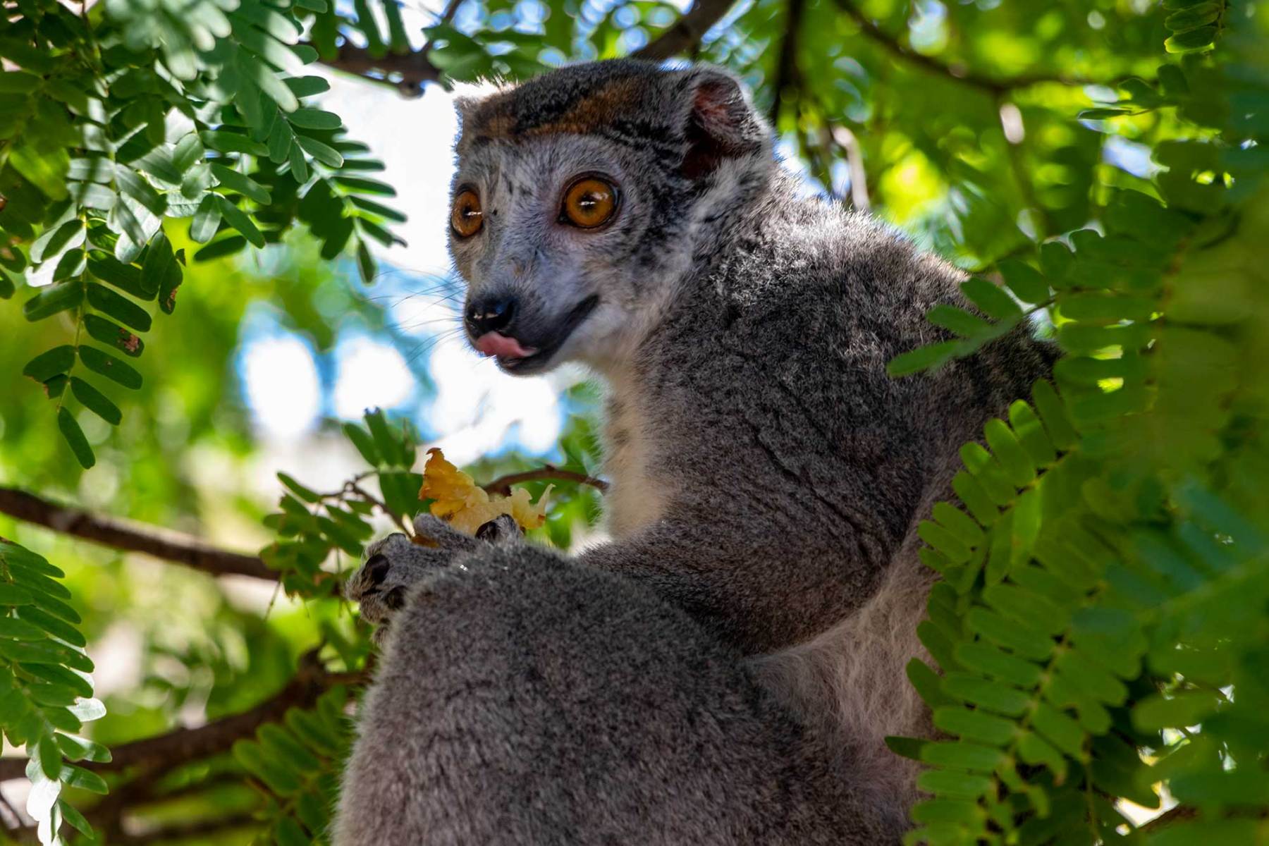 Montagne des Francais - Eulemur coronatus