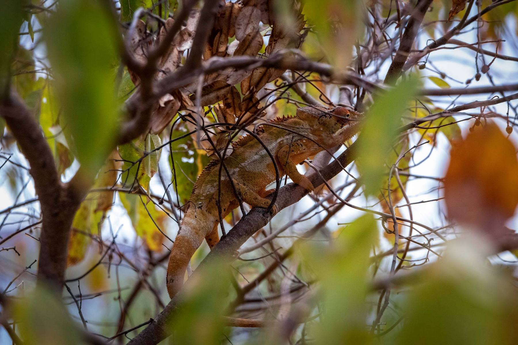 Réserve de la Montagne des Français