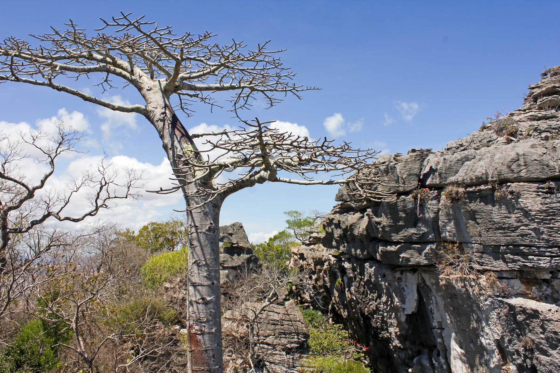 Windsor Castle Adansonia surezensis
