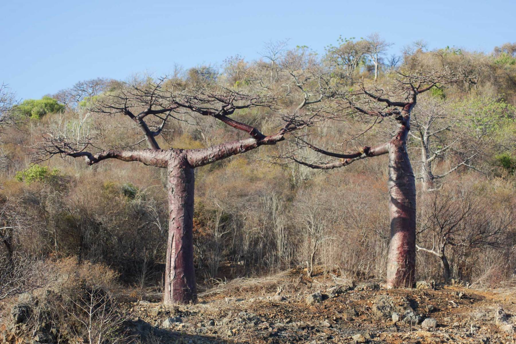 Adansonia suarezensis Adansonia suarezensis
