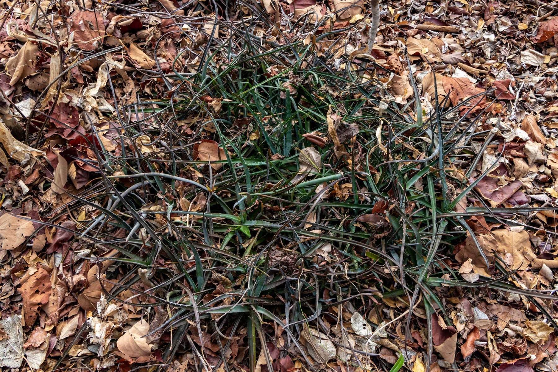 Ankarana - Lomatophyllum