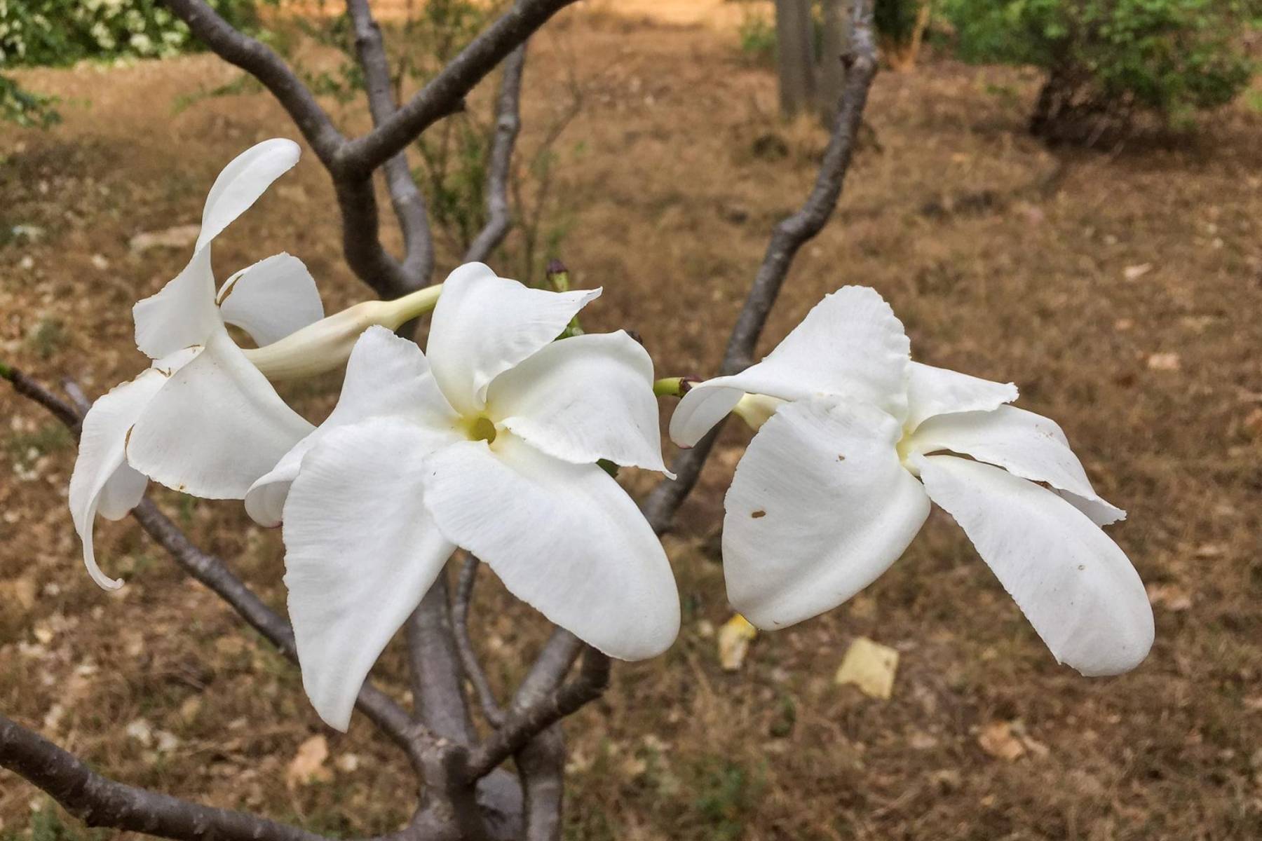 Ankarana - Pachy decaryi