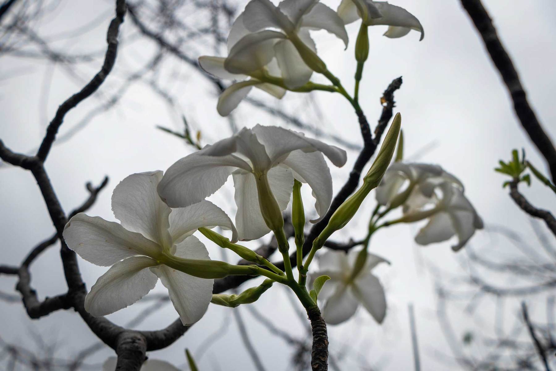 Ankarana - Pachypodium decaryi