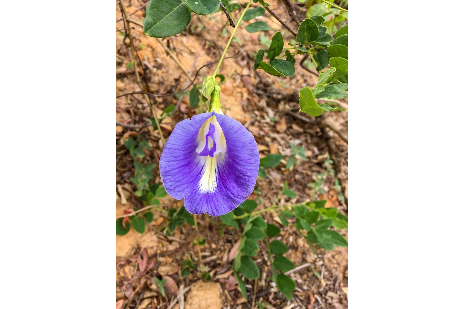 Black Lemur Park - Clitoria terneata
