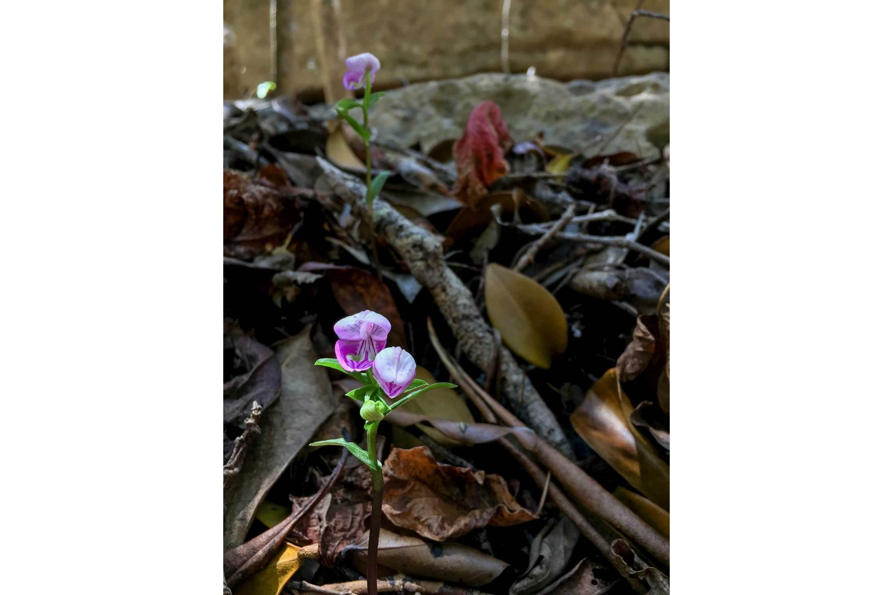 Black Lemur Park - Disperis