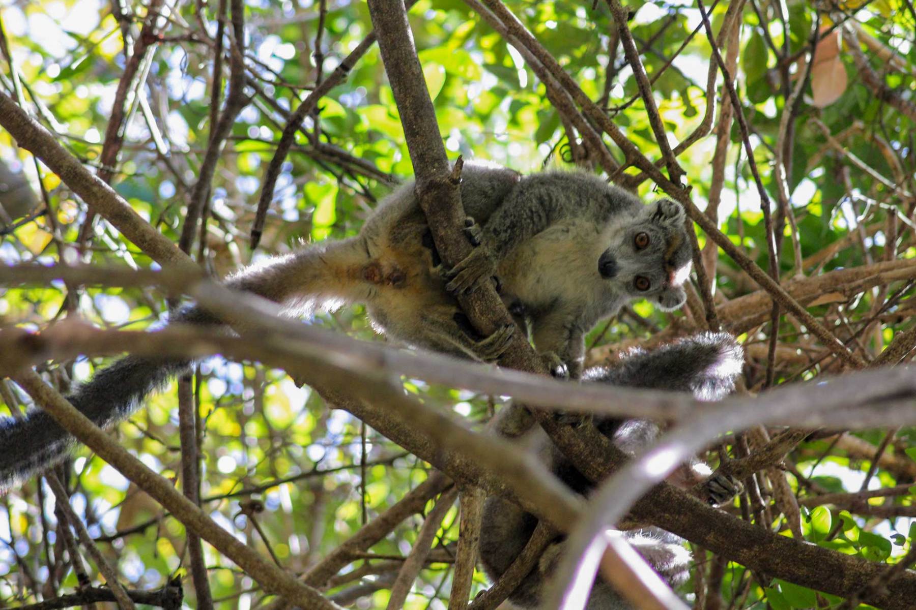 Eulemur coronatus