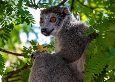 Montagne des Francais - Eulemur coronatus