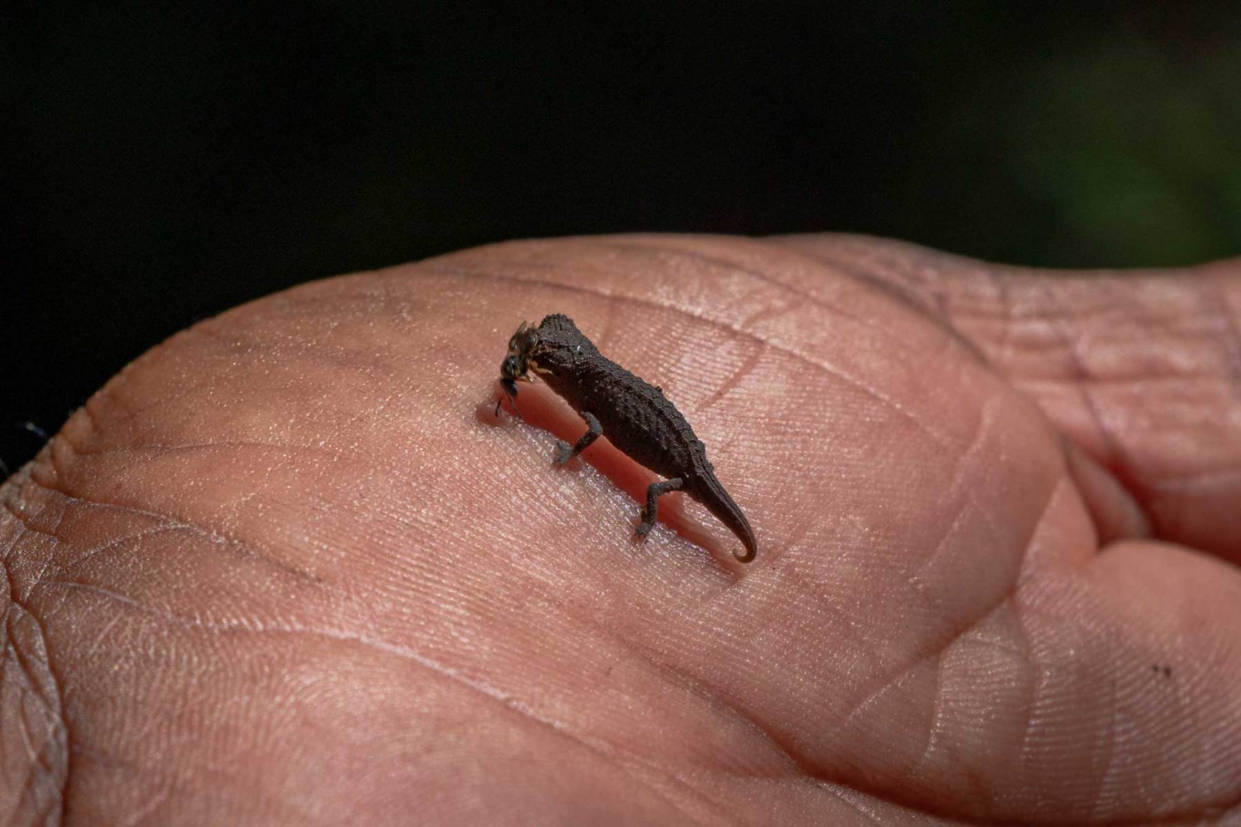 Nosy Hara - Brokesia