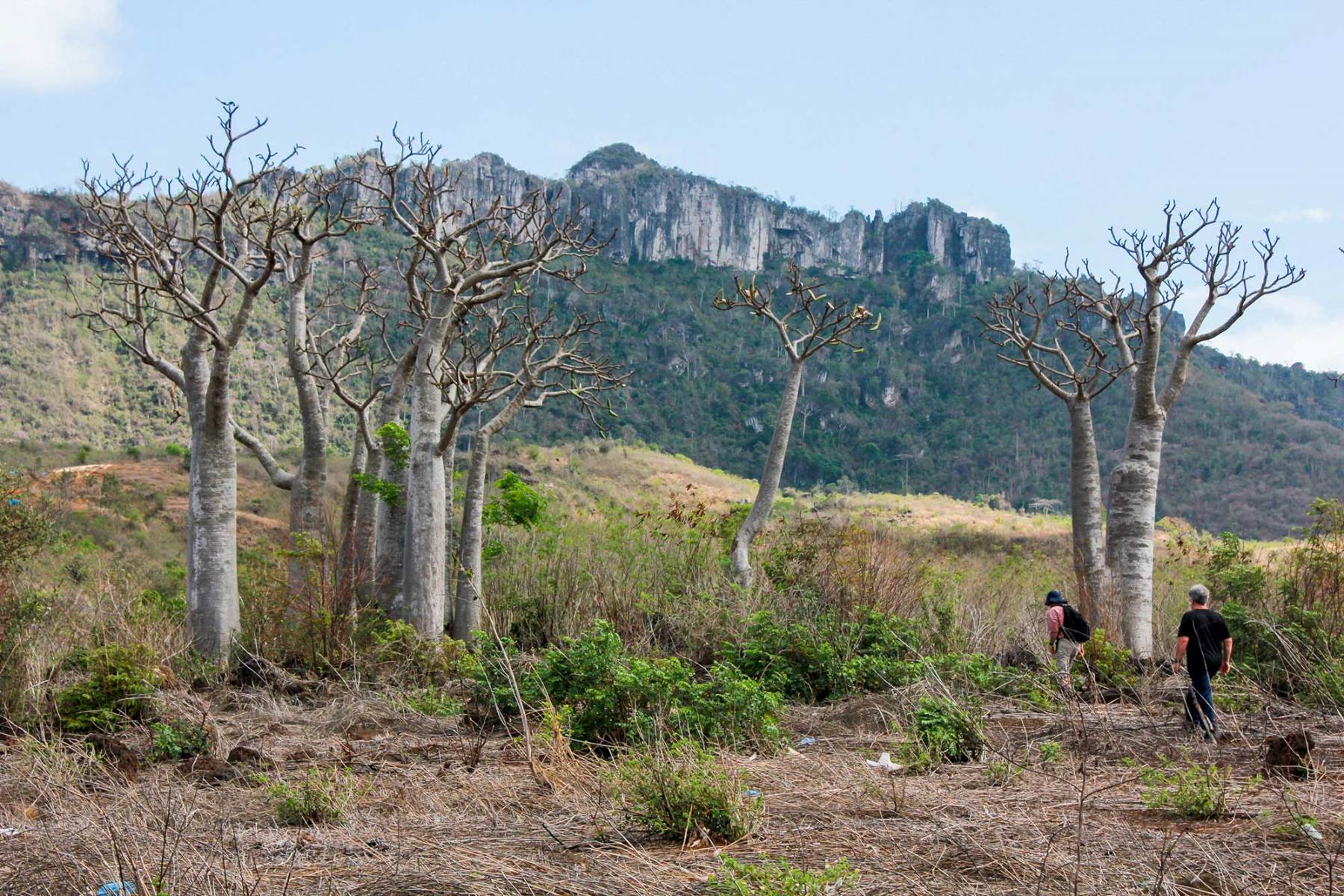 Pachy rutenbergianum