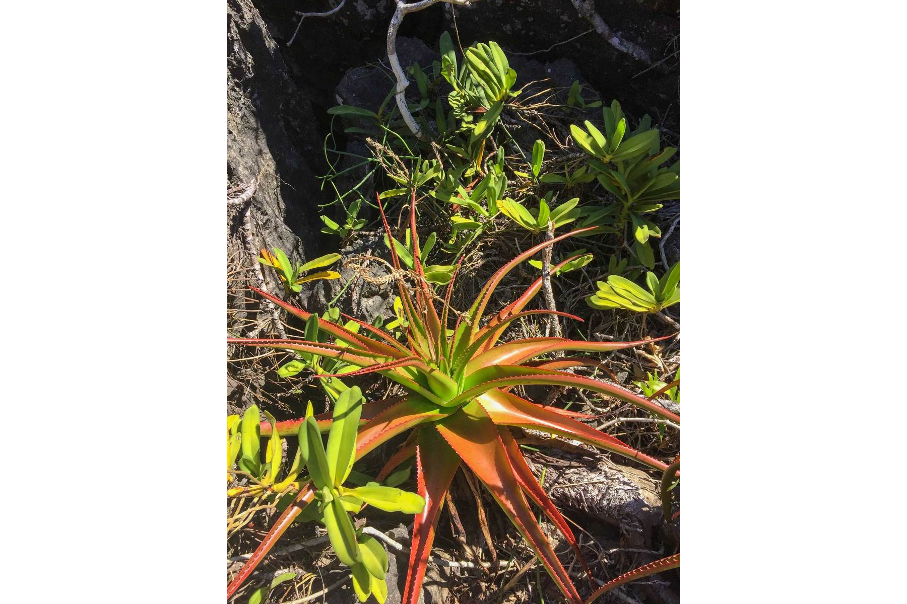 Pic des Orchidees - Aloe suarezensis