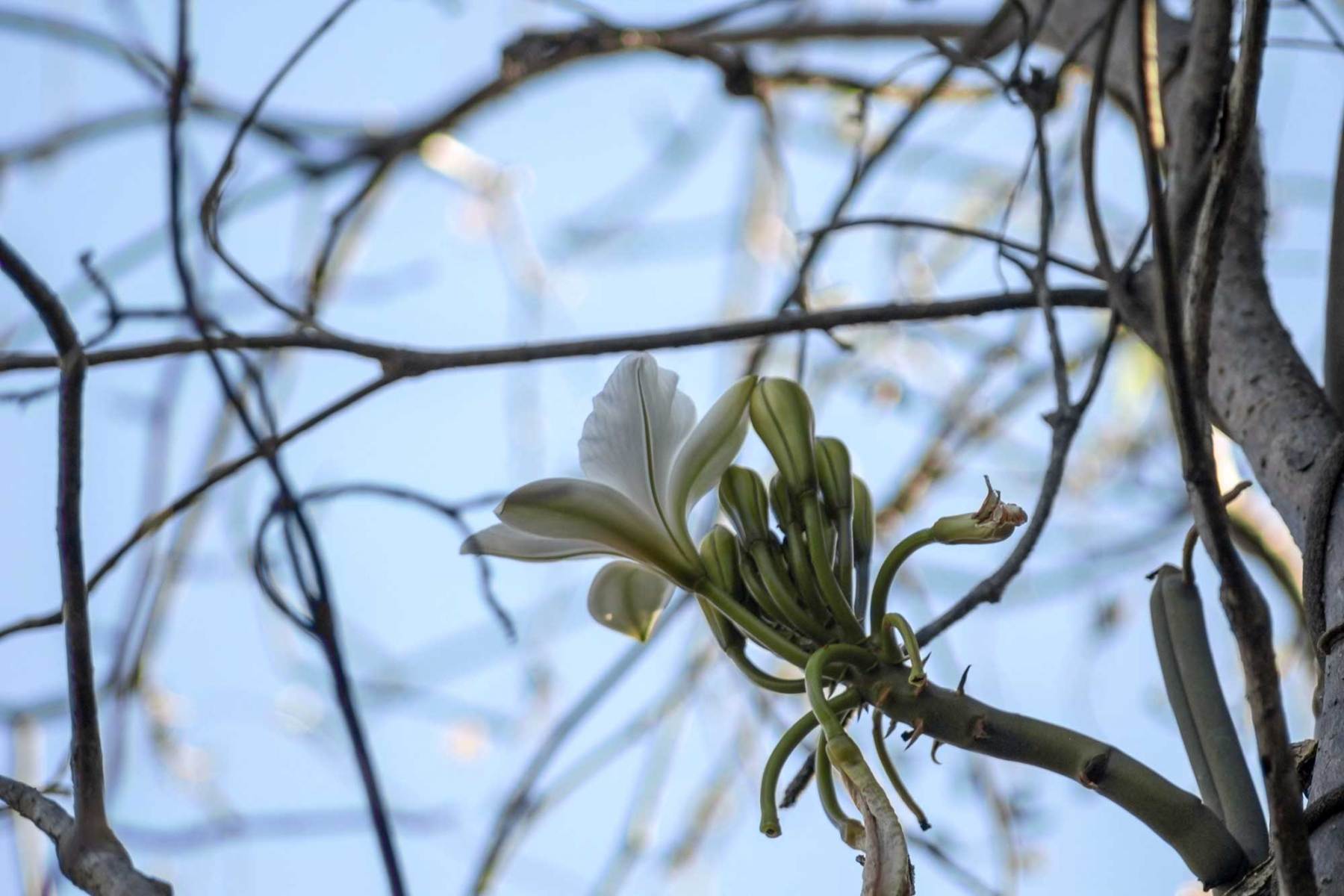 Vanilla madagascariensis
