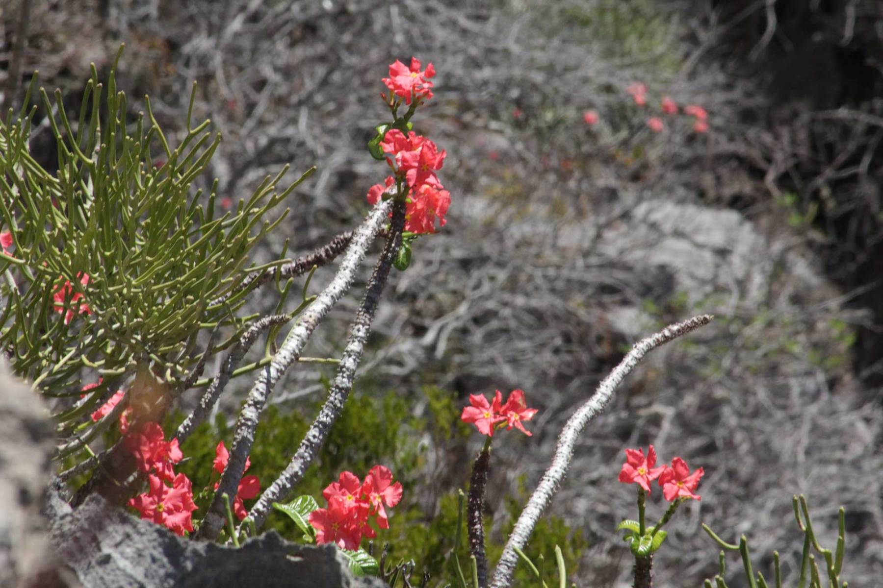 Windsor Castel falaise