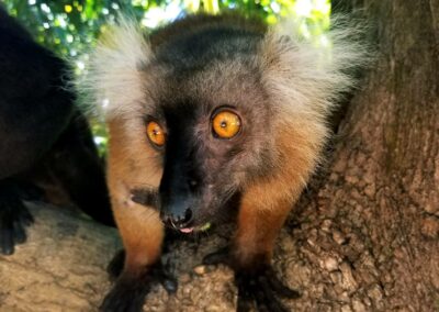 Nosy Komba
